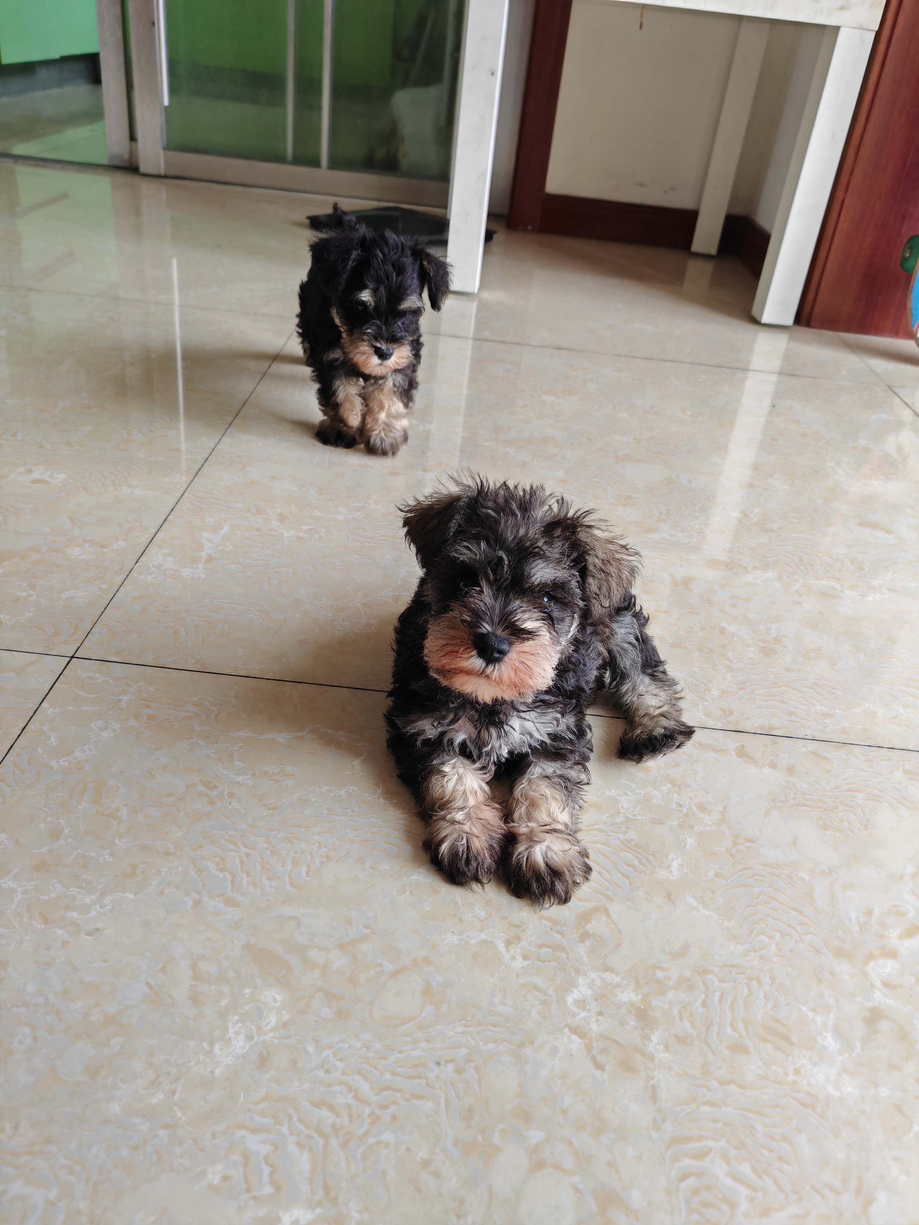 活力四射，雪纳瑞梗类犬出售中